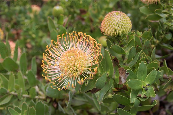 Pincuspid Protea