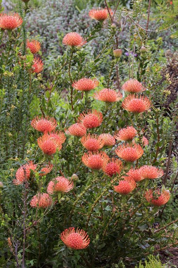 Pincuspid Protea