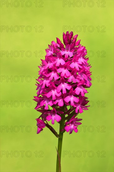 Pyramid Orchid (Anacamptis pyramidalis)