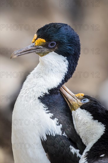 Blue-eyed cormorants (Leucocarbo atriceps or Phalacrocorax atriceps) also Antarctic cormorant