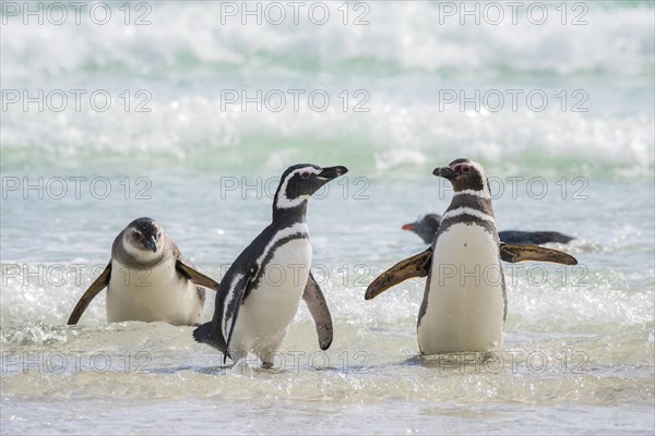 Magellanic penguins (Spheniscus magellanicus) in the surf on the beach