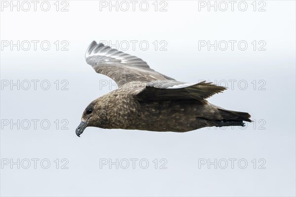 Great skua (Stercorarius skua) in flight