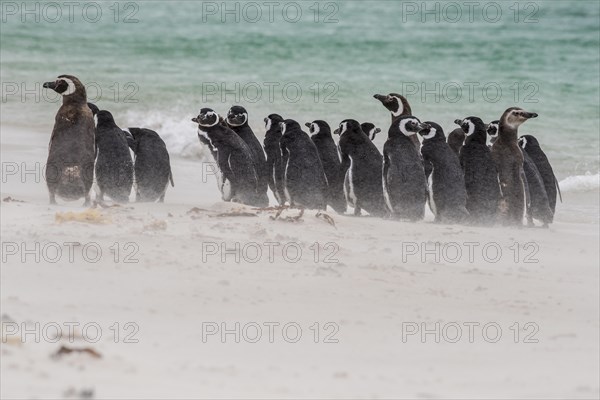 Magellanic penguins (Spheniscus magellanicus)