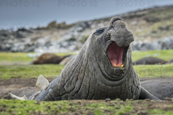 Southern elephant seal (Mirounga leonina)