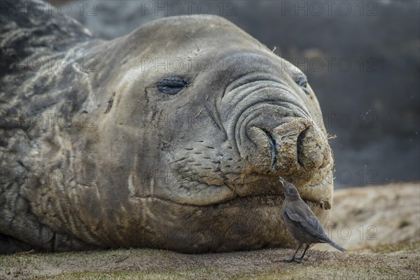 Southern elephant seal (Mirounga leonina) and Blackish Cinclodes