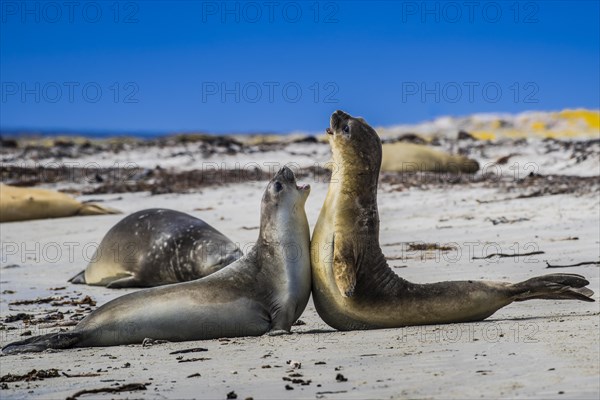 Southern elephant seal (Mirounga leonina)