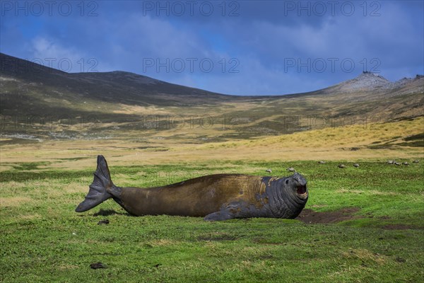 Southern elephant seal (Mirounga leonina)