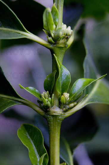 New shoots of coffee plant at the Aguas Claras coffee plantation in Itapira