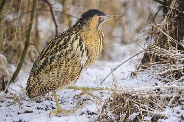 Eurasian bittern (Botaurus stellaris) in winter when searching for food