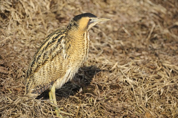 Eurasian bittern (Botaurus stellaris) in winter when searching for food