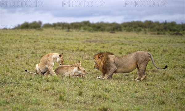 Manes (Panthera leo) and three females at sunrise in the grass savannah