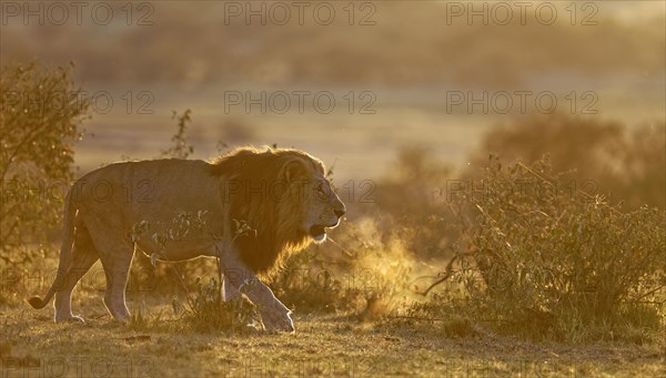 Lion (Panthera leo) at sunrise in the grass savannah