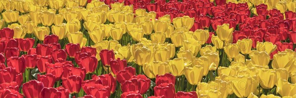 Tulip fields in spring