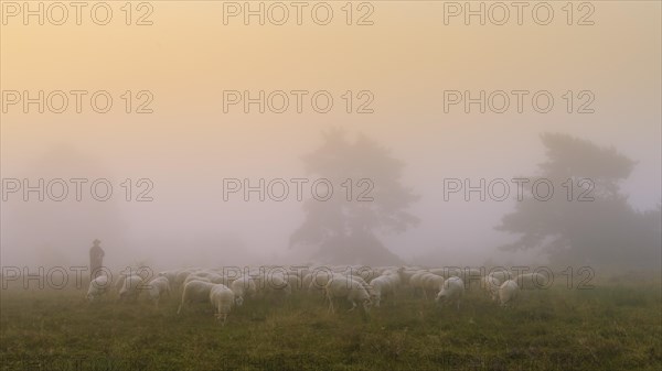 Shepherd with a flock of sheep in the heath at the Thuelsfeld dam at sunrise