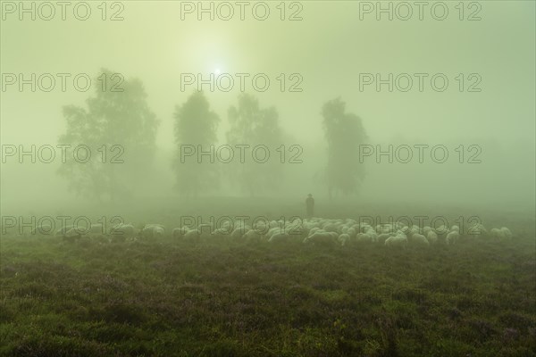 Shepherd with a flock of sheep in the heath at the Thuelsfeld dam at sunrise in the fog