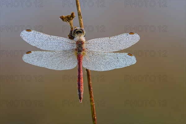 Taunasse (Sympetrum depressiusculum)