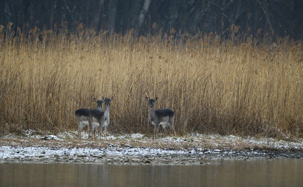 Fallow deercows (Dama dama)