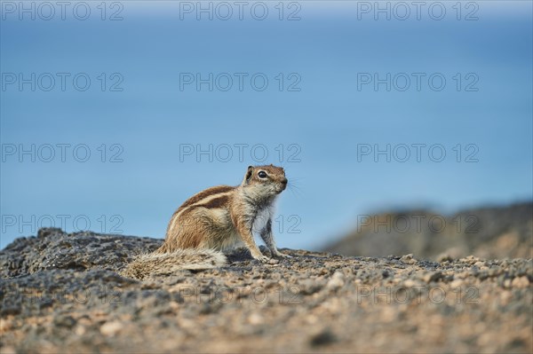 Barbary ground squirrel (Atlantoxerus getulus ) on a rock