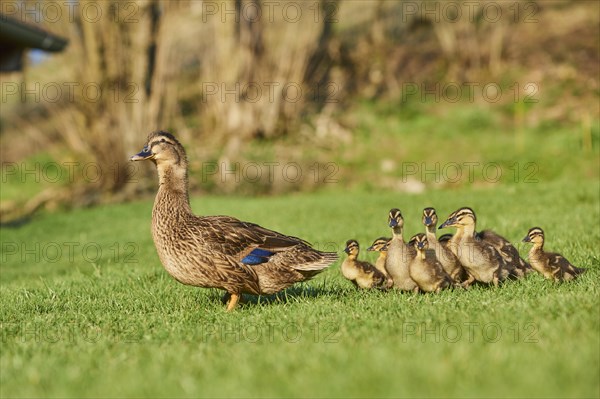 Mallard (Anas platyrhynchos) female and Ducklings staying on a field