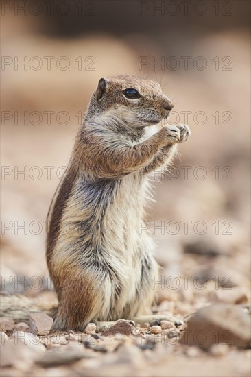 Barbary ground squirrel (Atlantoxerus getulus ) eating