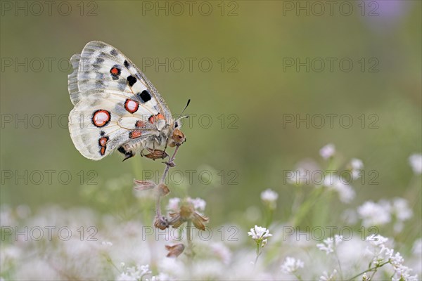 Apollo (parnassius apollo) sitting on white flower