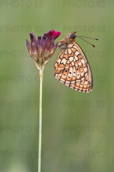 Mother-of-pearl butterfly (Argynnina) sitting on a plant