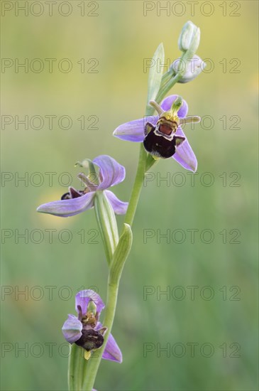 Bumblebee ragwort (Ophrys holoserica) in warm light