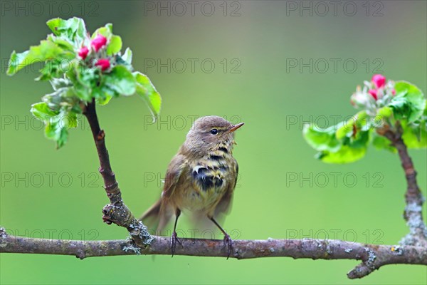 Common chiffchaff (Phylloscopus collybita) sitting on flowering apple branch