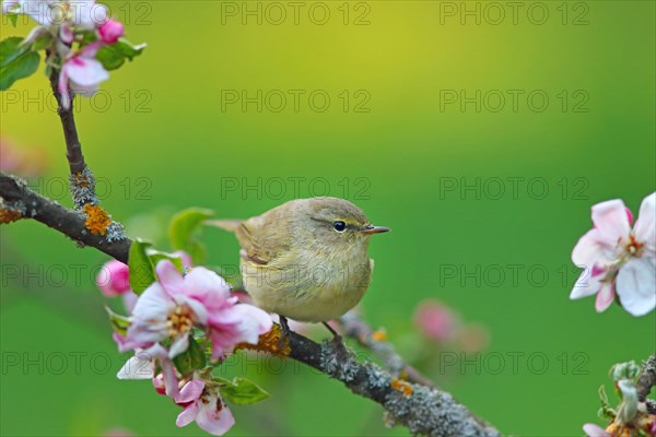 Common chiffchaff or (Phylloscopus collybita) on flowering apple branch