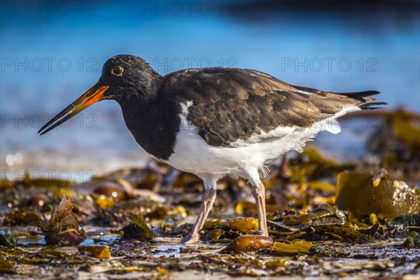 Magellanic Oystercatcher (Haematopus leucopodus)