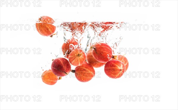 Red gooseberries fall into the water