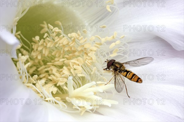 Hoverfly (Syrphidae) sitting on cactus flower (Echinopsis sp.)