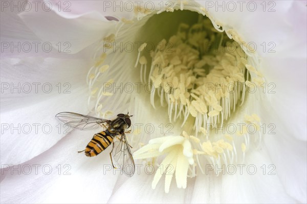 Hoverfly (Syrphidae) sitting on cactus flower (Echinopsis sp.)