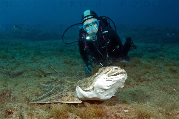 Diver and Atlantic angelshark (Squatina squatina) with threatening gesture