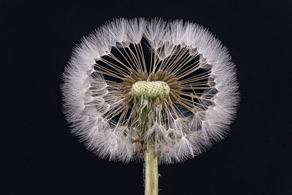 Dandelion (Taraxacum sect. Ruderalia )