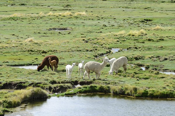 Grazing (Vicugna pacos)