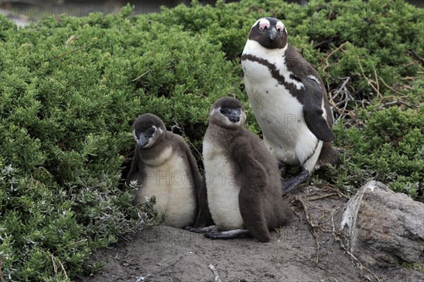 African penguin (Spheniscus demersus)