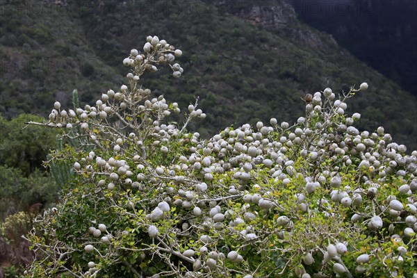 Gardenian Forest Gardenia