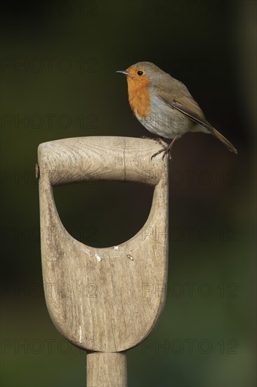 European robin (Erithacus rubecula) perched on a garden fork handle