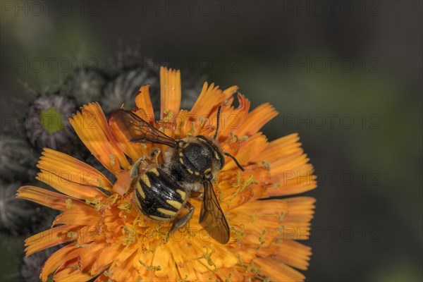 European wool carder bee (Anthidium manicatum) on flower of orange-red hawkweed (Hieracium aurantiacum)