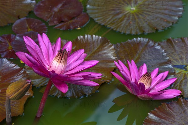 Water lily (Nymphaea sp.)