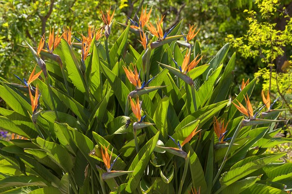 Flowering Strellids (Strelitzia reginae)