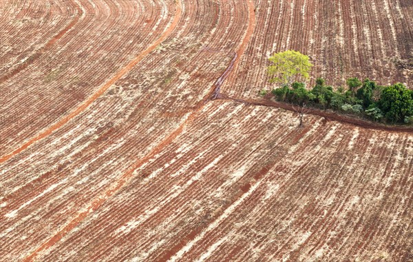 Manual Harvested Sugarcane aerial view