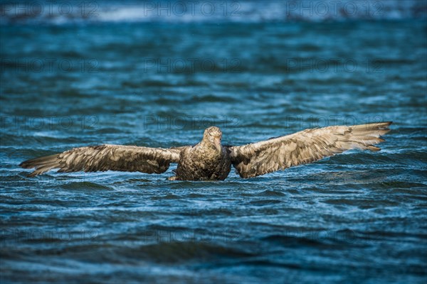 Southern giant petrel (Macronectes giganteus) stretches its wings