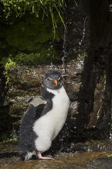 Rockhopper Penguin (Eudyptes chrysocome) cleans its plumage at a fresh water site