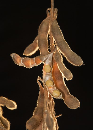 Mature Soybean ready to Harvest near Luis Eduardo Magalhaes