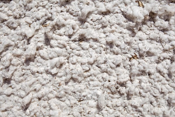 Detail of texture of cotton in Mato Grosso state