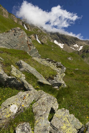 Mountain meadow