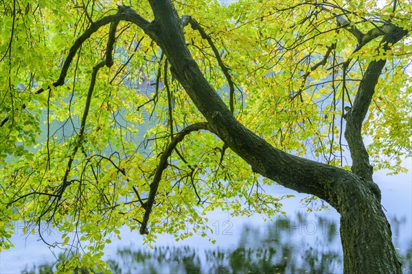 See Schmaler Luzin in the Feldberger Seenlandschaft in autumn