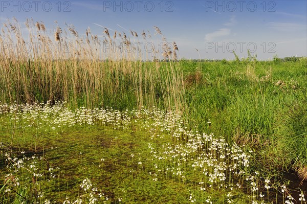 Common water buttercup (Ranunculus aquatilis L.) flowering in a ditch in the oxbog